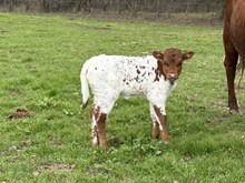 Plead the Fifth x Moolah's Edge heifer 